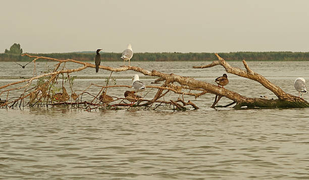 Danube Delta birds Different species of birds in Danube Delta, Romania danube river stock pictures, royalty-free photos & images