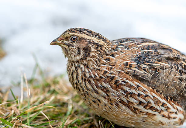 istock Quail on snow covered grass land 485840572