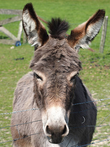 istock donkey nature day landscape looking 485841246