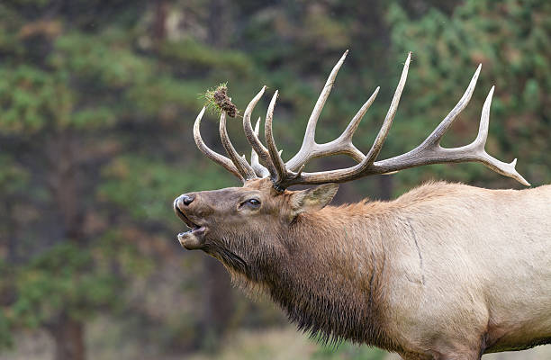 Big Bull Elk Bugling a big bull elk bugling in the fall rut bugling photos stock pictures, royalty-free photos & images