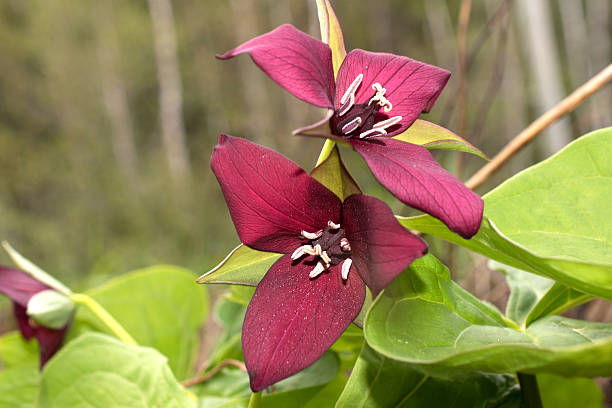 trillium primo piano - close to moving up single flower flower foto e immagini stock