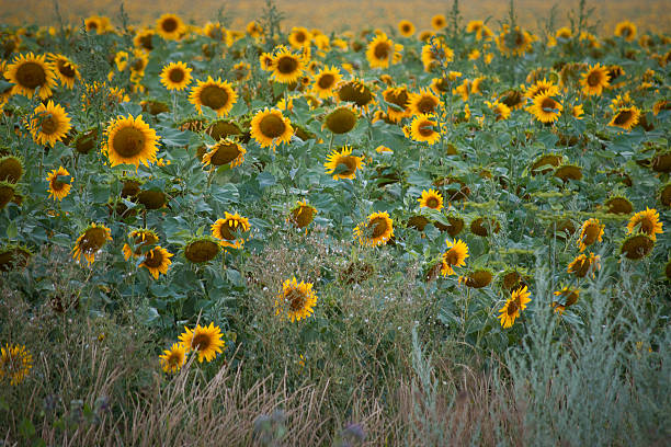 istock field of sunflowers blooming 485843712