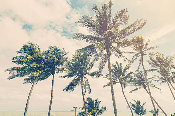 istock coconut palm tree on beach of nature background 485843900