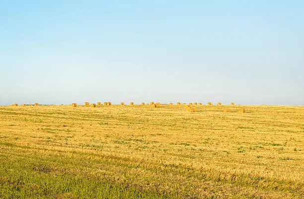 Field with round bales after harvest