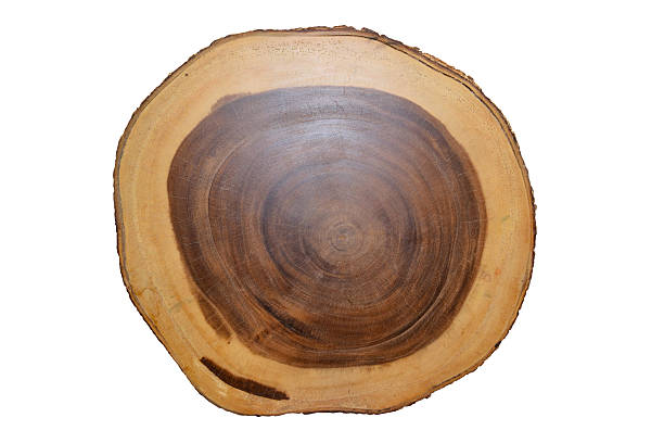 Spruce Rings 430+ Spruce Wood Rings Stock Photos, Pictures & Royalty-Free Images ...