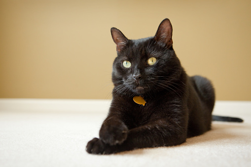 A portrait of a beautiful black cat laying down with his front paws crossed.