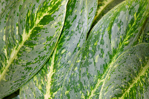 araceae -dieffenbachia （diffenbachid picta ショット） - abstract flower single flower yellow ストックフォトと画像