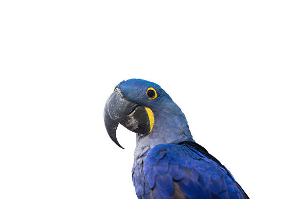 istock hyacinth macaw parrot on white background 485846830