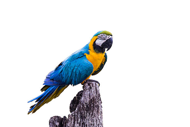 istock Blue Gold Macaw Parrot on white background 485847404