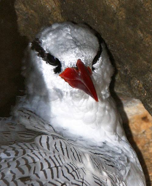 Red Tailed Tropic Bird inside a nest Red Tailed Tropic Bird, also know as a Bosun bird sits inside a nest on the cliff of the uninhabited islet of Djeu, part of the Archipelago of Cabo Verde red tailed tropicbird stock pictures, royalty-free photos & images