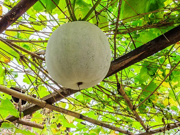 Photo of Ash gourd