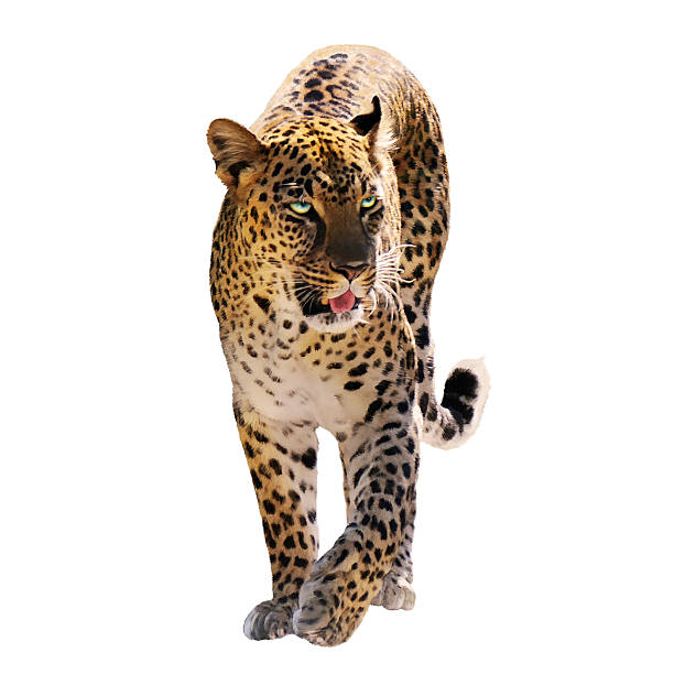 istock Digital Painting Of Leopard 485847808
