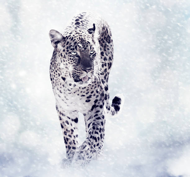 istock Digital Painting Of Leopard 485847922