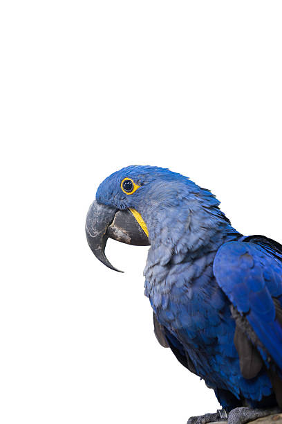 istock hyacinth macaw parrot on white background 485847944