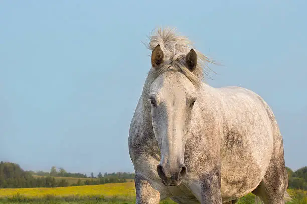 Portrait of a running gray horse