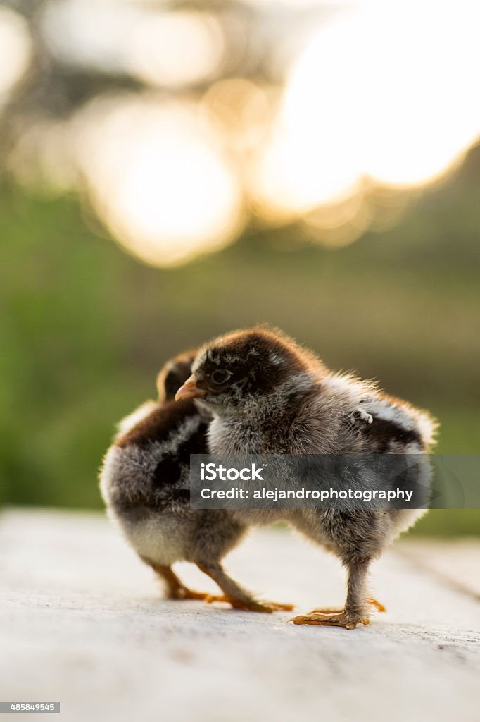 Dark brahma bébés filles - Photo de Animaux de compagnie libre de droits