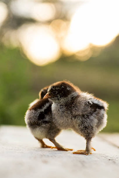 956 Brahma Chicken Chicks Royalty-Free Images, Stock Photos