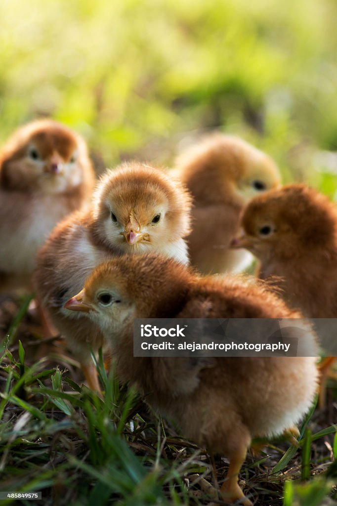 Rhode island red bebê chicks - Foto de stock de Agricultura royalty-free