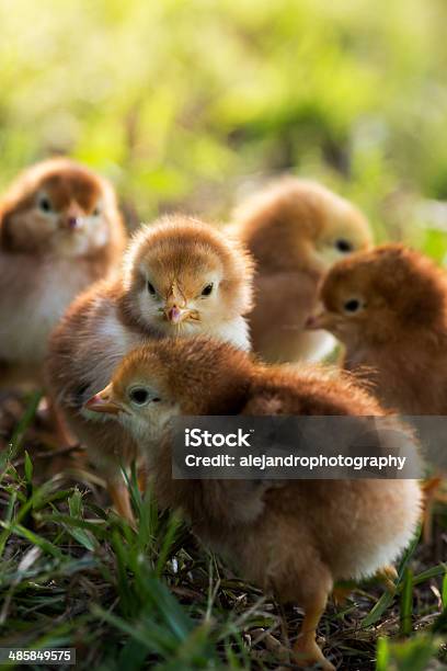 Foto de Rhode Island Red Bebê Chicks e mais fotos de stock de Agricultura - Agricultura, Animal, Animal de Fazenda
