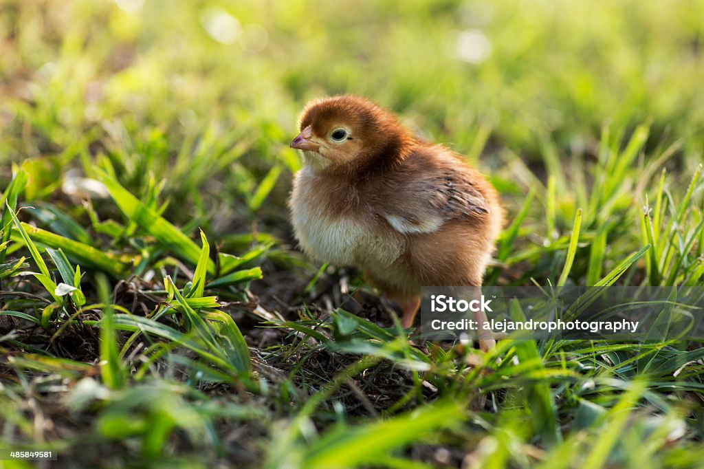 Bebé pollos de la isla Rhode - Foto de stock de Agricultura libre de derechos
