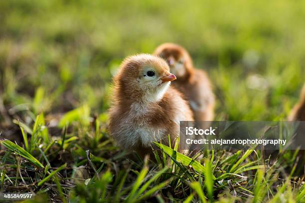 Gallo Rhode Island Red Bambino Chicks - Fotografie stock e altre immagini di Pulcino - Pulcino, Agricoltura, Ambientazione esterna