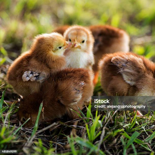 Photo libre de droit de Rhodeisland Bébés Filles banque d'images et plus d'images libres de droit de Agriculture - Agriculture, Animaux de compagnie, Animaux domestiques