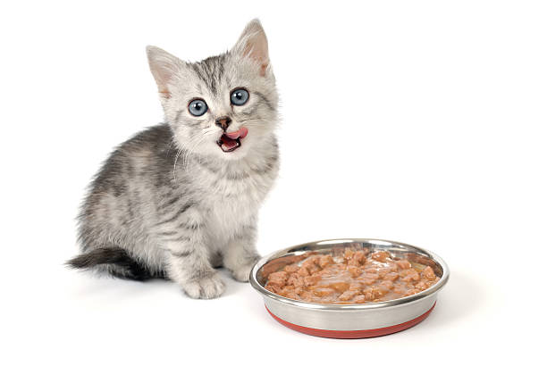 Petit chaton gris se lèche les lèvres à proximité un bol avec de la nourriture. - Photo