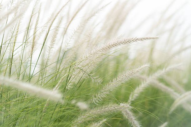istock Poaceae grass flower are blowing by wind, blur background 485850524