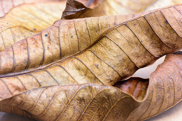 istock Brown dry mango tree leaves Asia 485850860