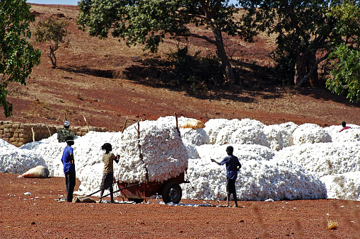 Koumana, Burkina Faso - January 2, 2008: Children work in the harvest and storage of cotton to send to the factory which deal in Burkina Faso.