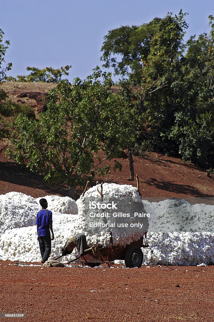 the cotton harvest Koumana, Burkina Faso - January 2, 2008: Children work in the harvest and storage of cotton to send to the factory which deal in Burkina Faso. Agricultural Field Stock Photo