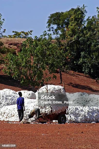 The Cotton Harvest Stock Photo - Download Image Now - Agricultural Field, Cotton Plant, Crop - Plant