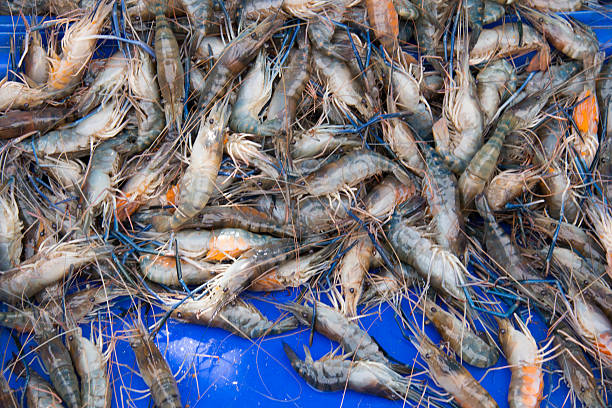istock Fresh shrimp at the market,Thailand 485851462
