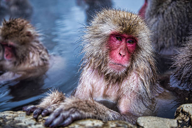 istock Japanese snow monkey in hot springs. 485851616
