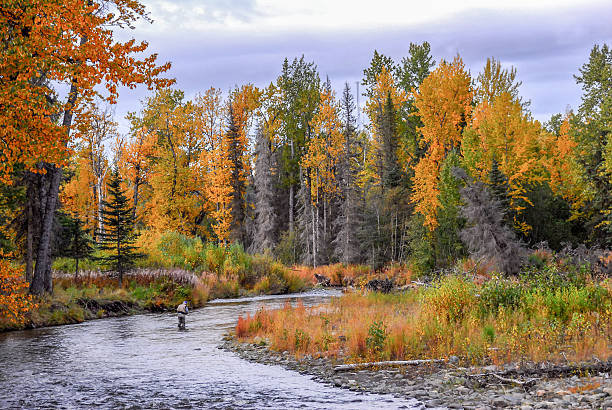 hombre pesca con mosca en el río en alaska durante el otoño - fly fishing fishing river fisherman fotografías e imágenes de stock