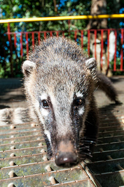istock Nosed Coati Iguazu brazil animal 485852284