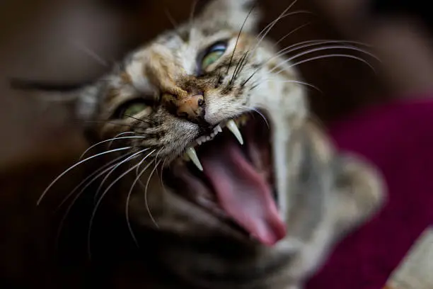 Portrait of angry hissing  cat showing teeth