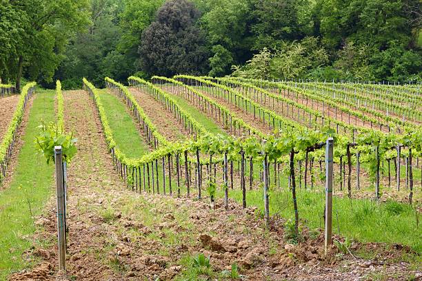 tuscany vignoble - siena province photos et images de collection