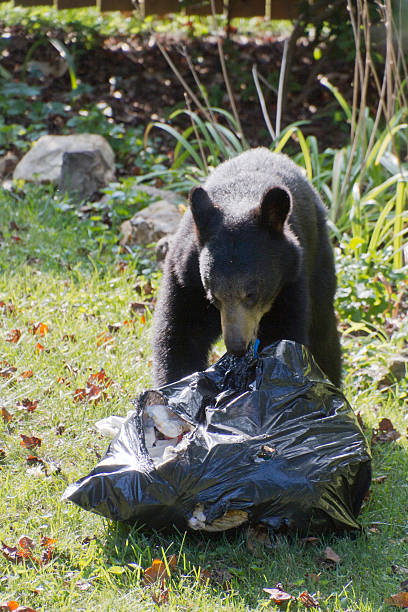 istock Black Bear Tearing Into a Pilfered Trash Bag 485853492