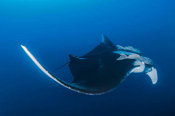 Giant Ray A giant manta in Socorro Island sponger stock pictures, royalty-free photos & images