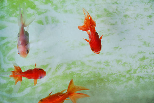 istock gold fishes in fish tank. 485854012