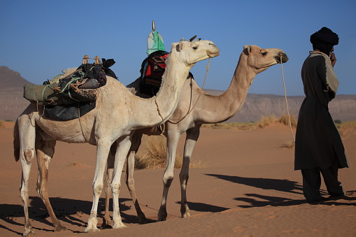 Caravan in the Sahara