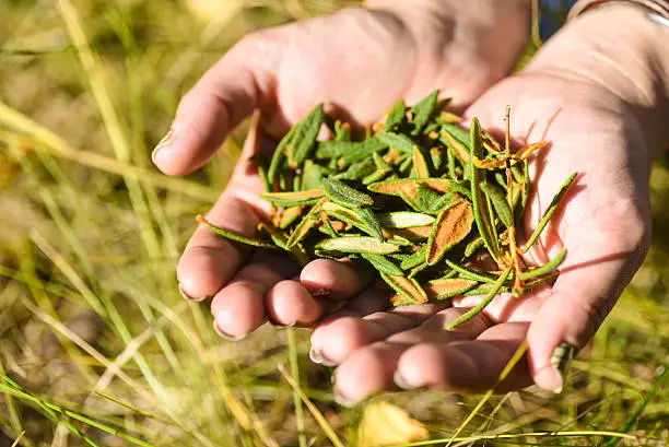 Labrador tea leaves in outstretched hands.