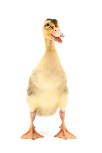 Photo of Duckling