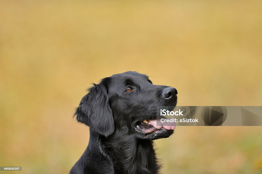 Retrato de un perro cobrador sobre fondo de otoño amarillo - Foto de stock de Aire libre libre de derechos