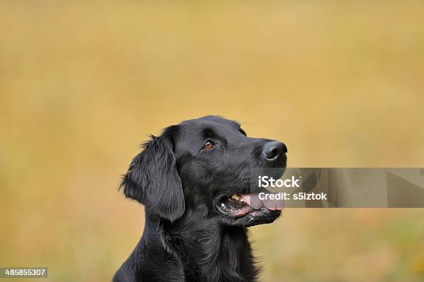 Retrato De Un Perro Cobrador Sobre Fondo De Otoño Amarillo Foto de stock y más banco de imágenes de Aire libre