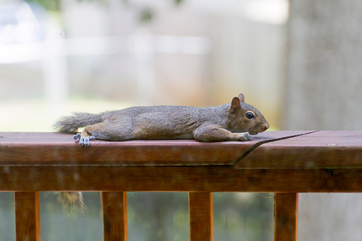 A hot gray squirrel stretches out resting on a wooden deck railing in summer