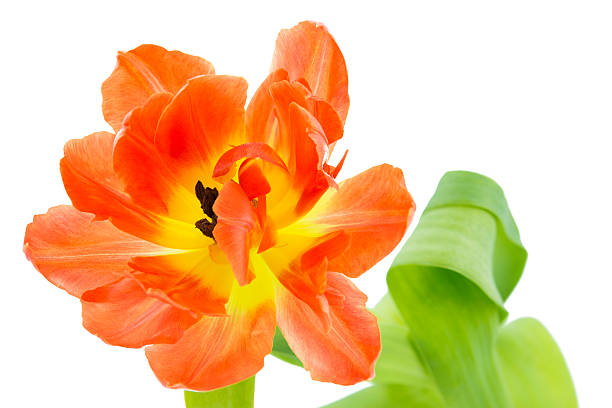 istock Orange and yellow tulip (tulipa) 485855869