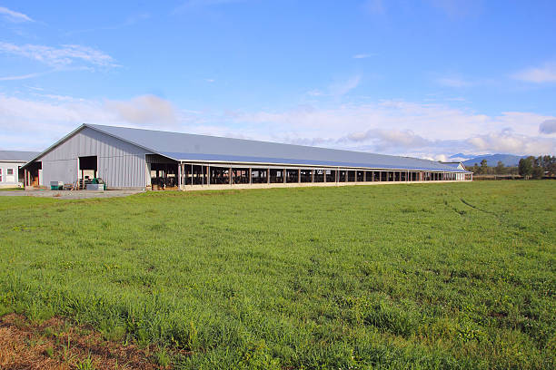 istock Industrial Livestock Production 485856206