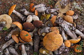 frisch-geschnittenen-pilze-im-wald.jpg?b=1&s=170x170&k=20&c=7f5qX_VPKoHhiGy32flEl-_5Jk8QwNNEvDfPqhz2rBU=